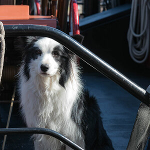 friesland 17