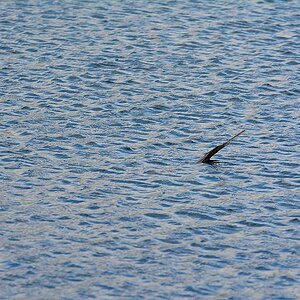 DSC 2352anf