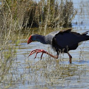 Purpurhuhn 2015 04999