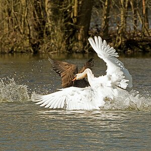 D71 4672 Schwan bei der Revierverteidigung