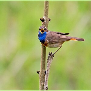 D71 6483 Blaukehlchen singt