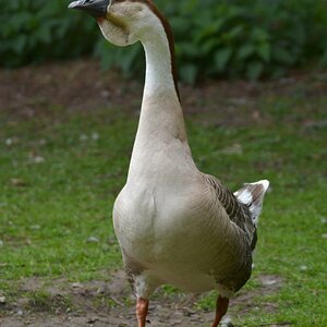 Nachwuchs bei Familie Graugans 424