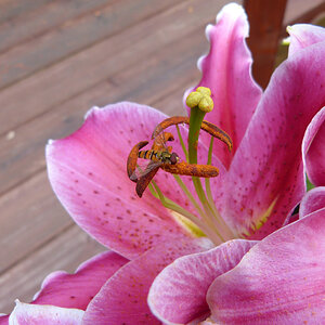 Lilienblüte mit Besucher 807