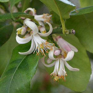 Zitronenbaum 784