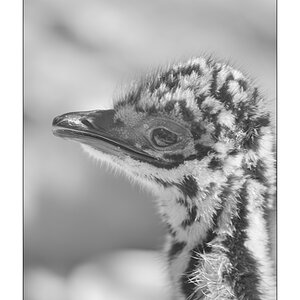 ZooPZ1 5736
