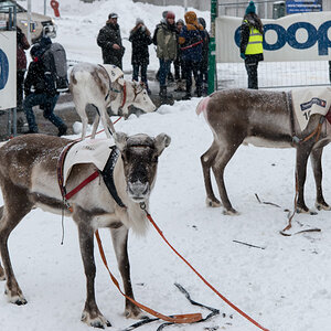 2015 Tromsø 230