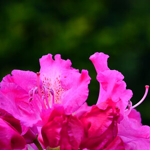 Rhododendron