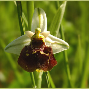 DSC 6493 Ophrys Holoserica 1000 R