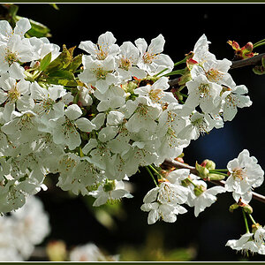 DSC 8901 Kirschblüte 1000 R