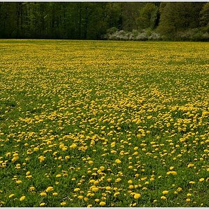Paddy Harms in den Butterblumen