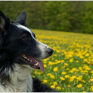 Paddy Harms in den Butterblumen