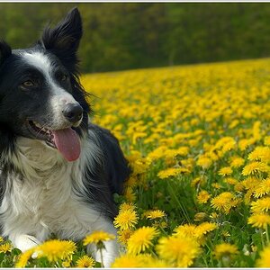 Paddy Harms in den Butterblumen