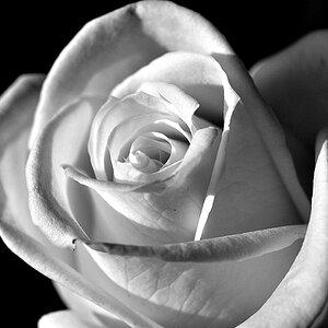 DSC 3934 Rose SW