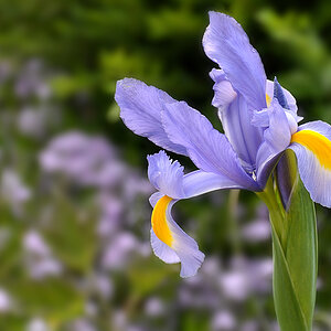 DSC 3921 Iris