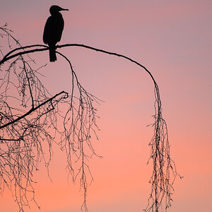 kormoran