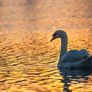 schwan in gold