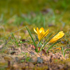 DSC 3895 Krokus