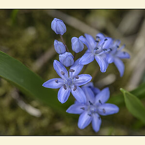 blausterne
