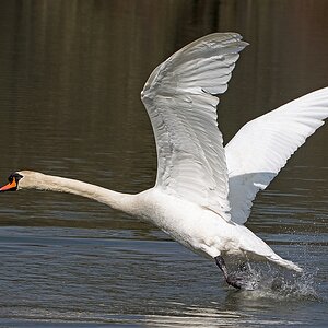D71 5618 startender Schwan