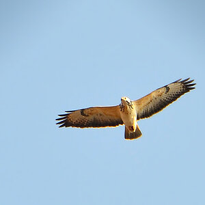 DSC 3931 Mäusebussard
