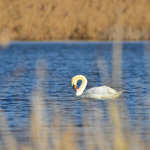 DSC 3950 Schwan
