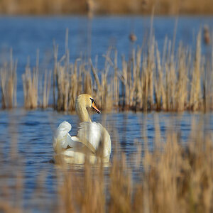 DSC 3965 Schwan