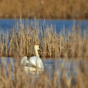 DSC 3967 Schwan