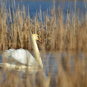 DSC 3968 Schwan