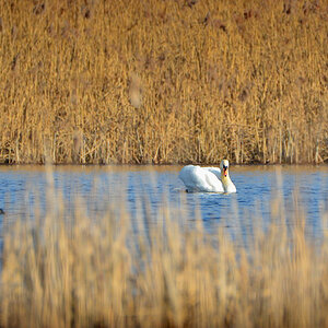 DSC 3971 Schwan