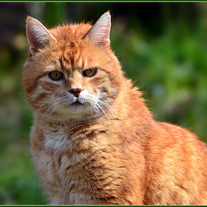 DSC 4717 Katze