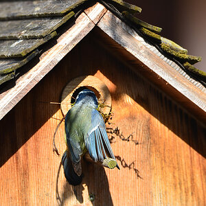 DSC 4542 Nestbau
