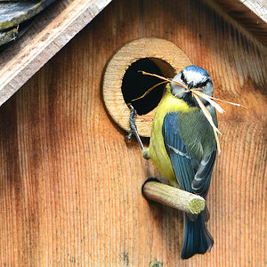 DSC 4549 Nestbau