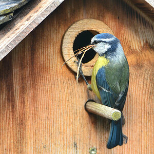 DSC 4552 Nestbau