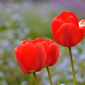 Tulpen