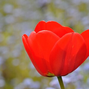 Tulpe
