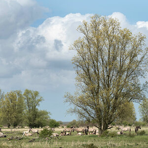 friesland 21