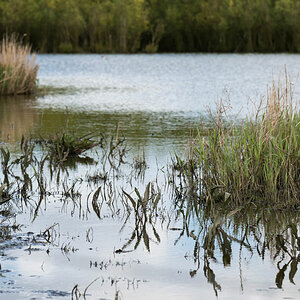 friesland 22