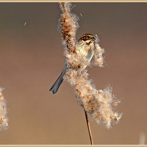 DSC 1991 Rohrammer 1000 R