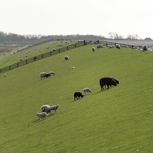 friesland 24