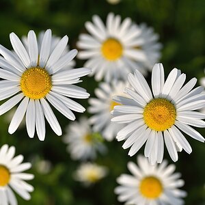 Margeriten 052015 2