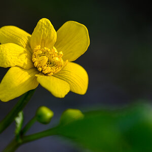 Sumpfdotterblume