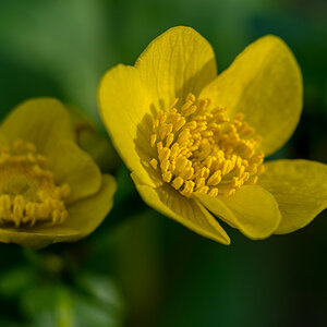 Sumpfdotterblume