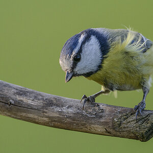blaumeise 8