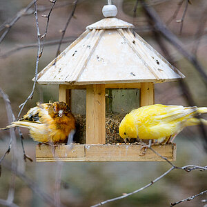 LR5.7, ISO 2000, 1/800 Sek. bei f/6,0, 350 mm.