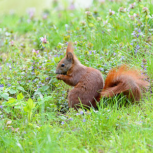 LR5.7, ISO 2800, 1/800 Sek. bei f/6,3, 600 mm.