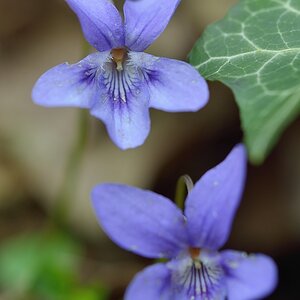 Waldveilchen 042015