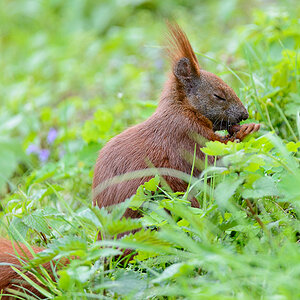 LR5.7, ISO 2000, 1/800 Sek. bei f/6,3, 600 mm.