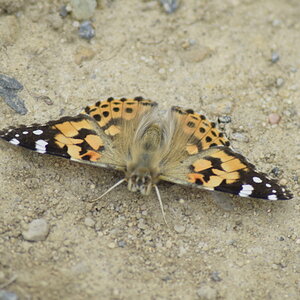 Schmetterling3