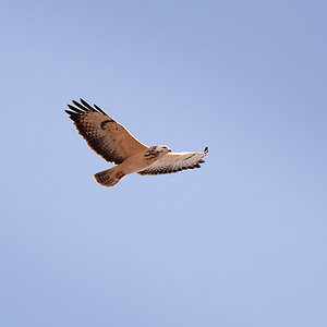 DSC 1837 Weißer Bussard 1000