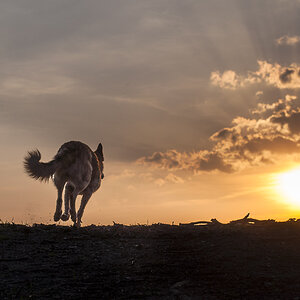 der sonne entgegen